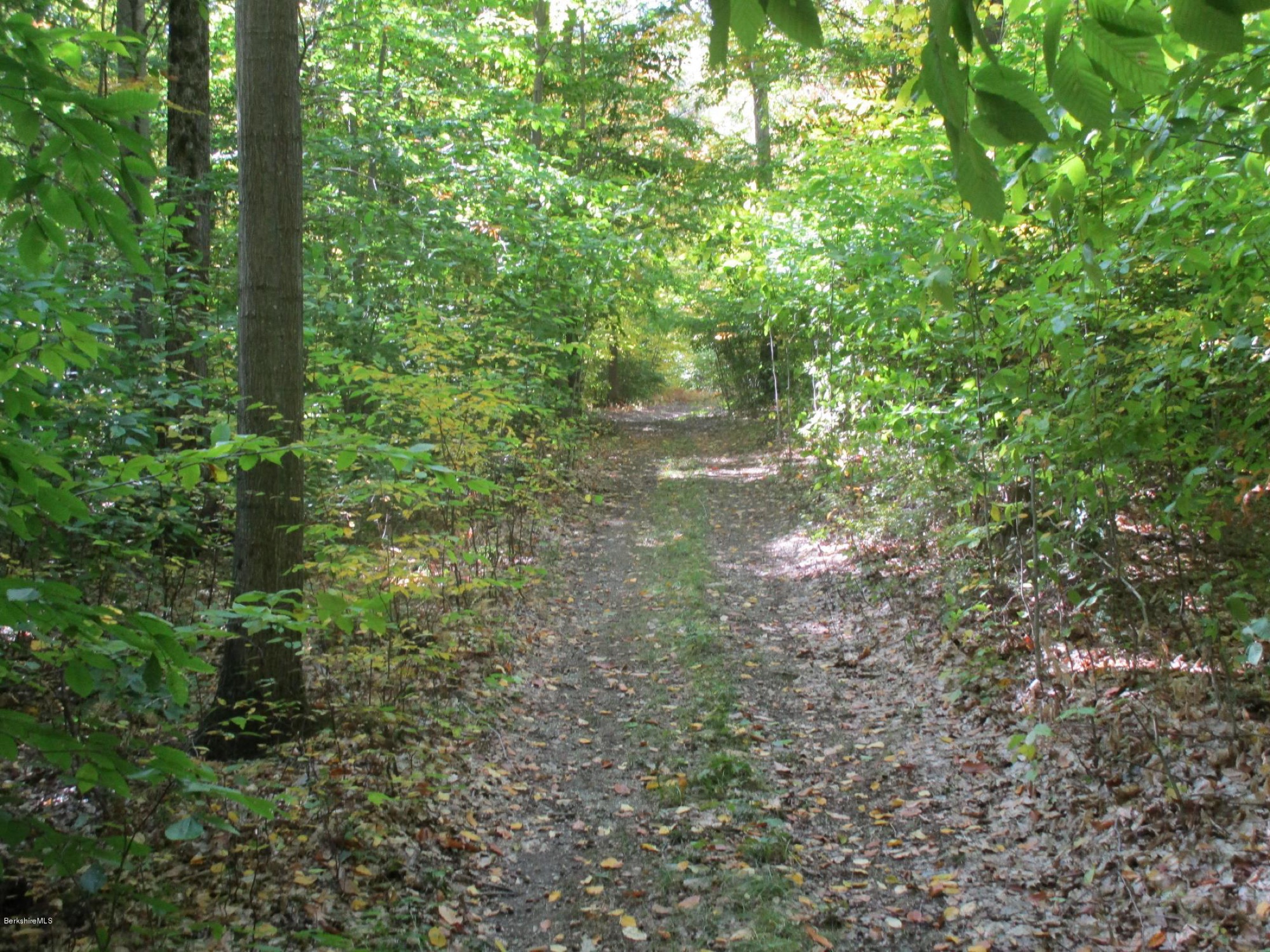 A secluded birch-lined pathway at High Meadows Farm running through dappled autumn forest with leaves underfoot