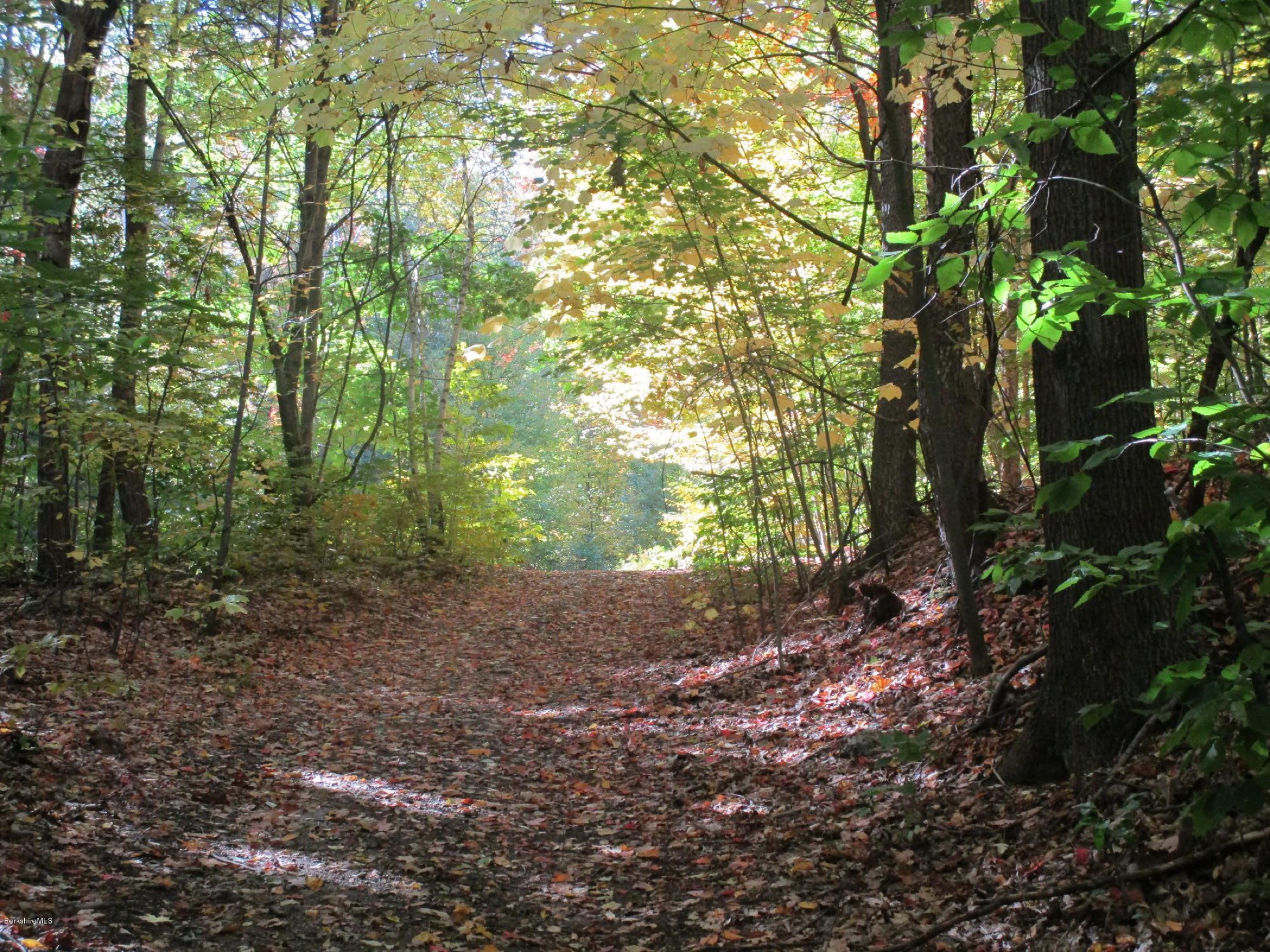 A leaf-strewn woodland pathway at High Meadows Farm curving into golden autumn light beneath tall hardwoods and birch