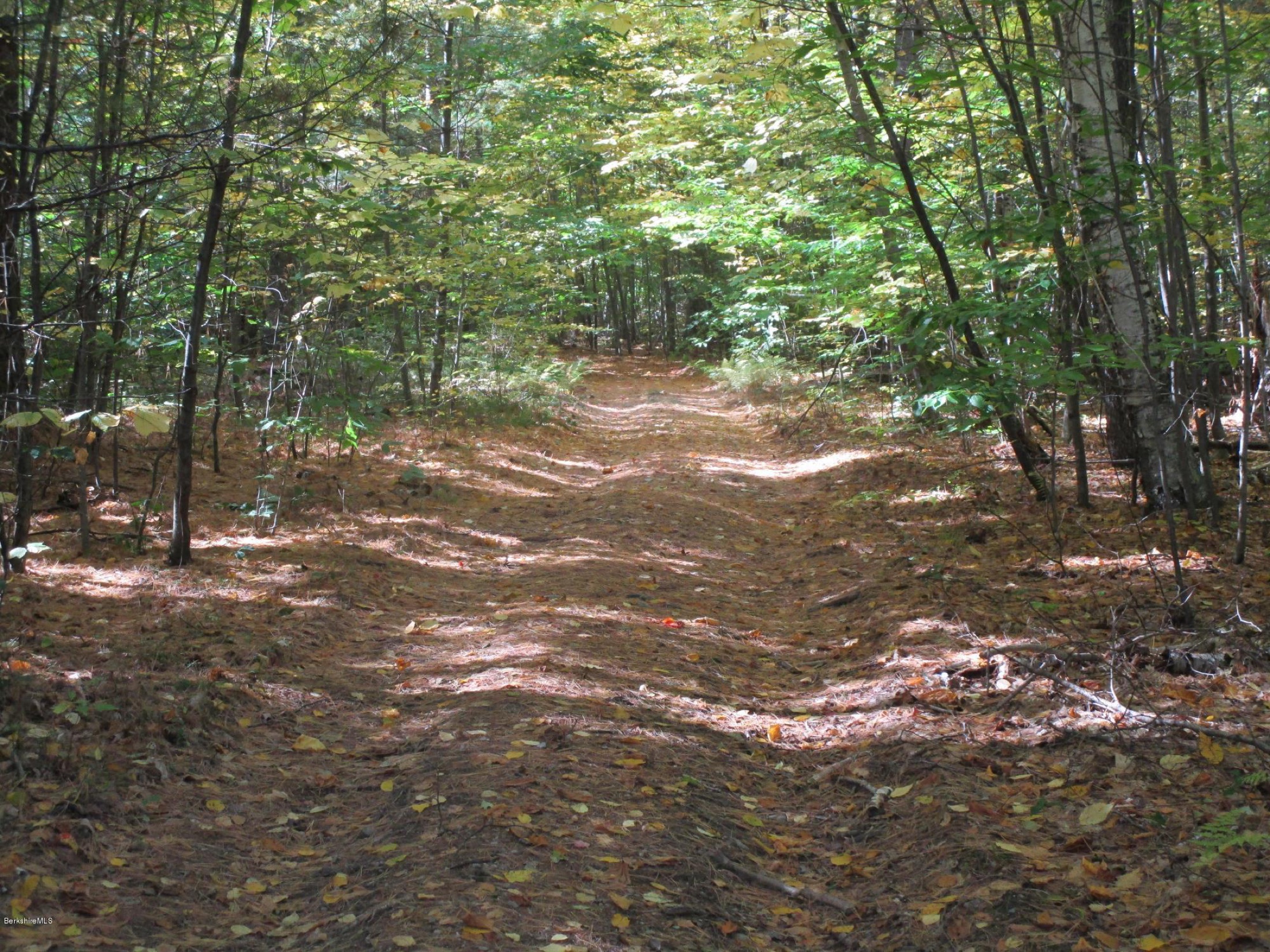 A quiet birch-lined trail through dense autumn woodland with a soft carpet of fallen leaves at High Meadows Farm