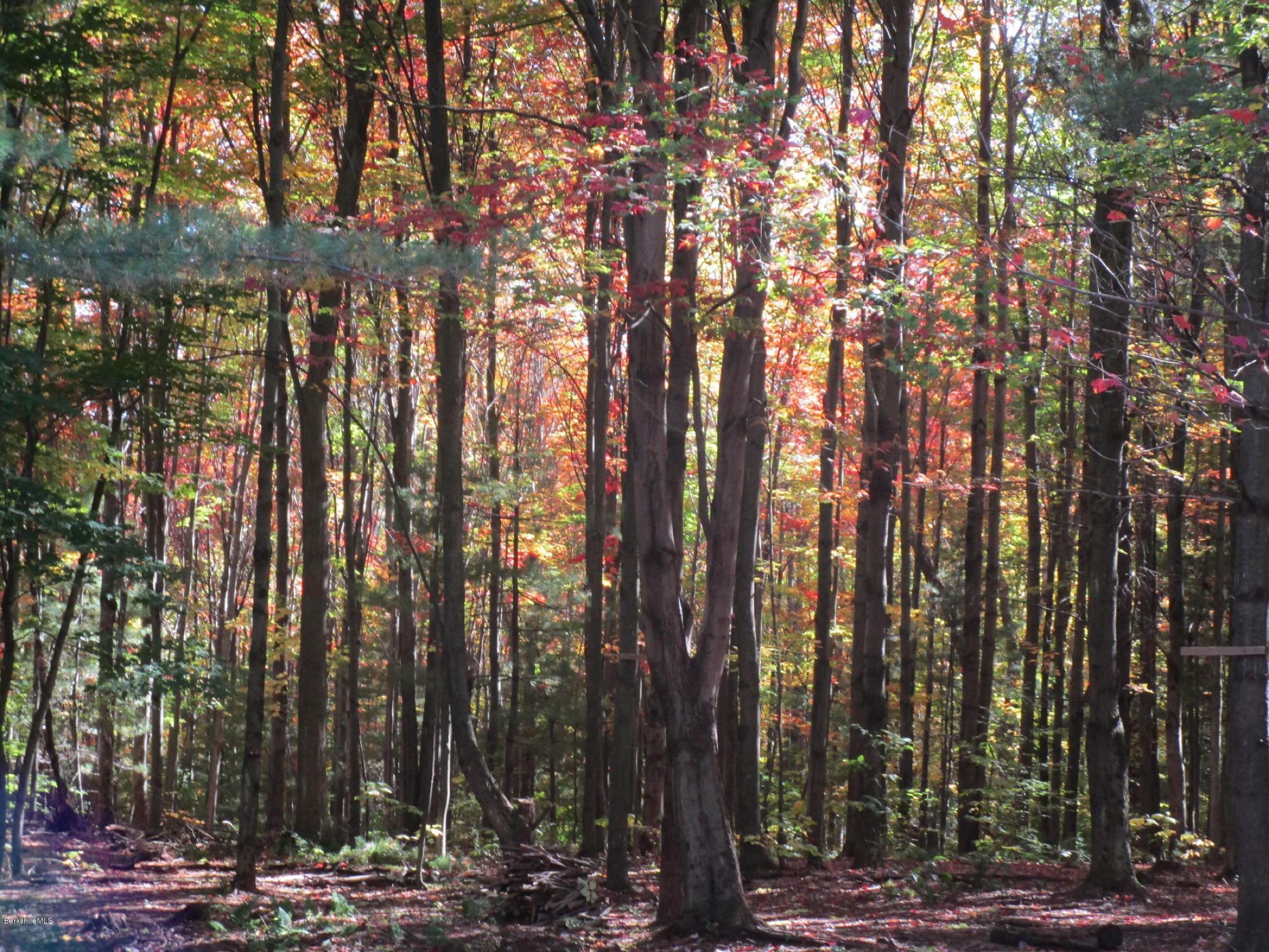 Mature hardwood forest at High Meadows Farm with tall straight trunks and a brilliant orange and gold autumn canopy